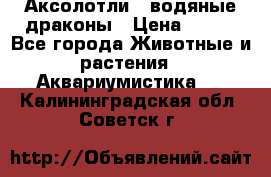 Аксолотли / водяные драконы › Цена ­ 500 - Все города Животные и растения » Аквариумистика   . Калининградская обл.,Советск г.